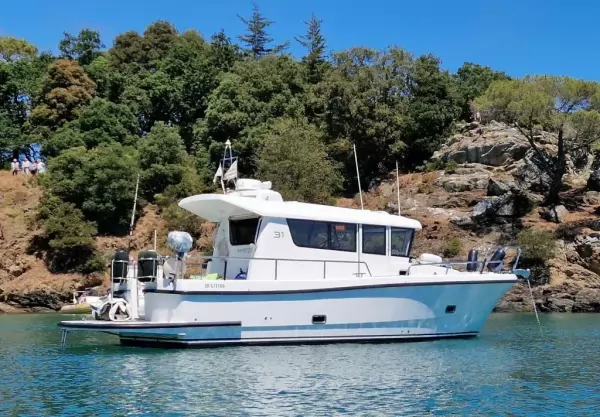 Sargo 31